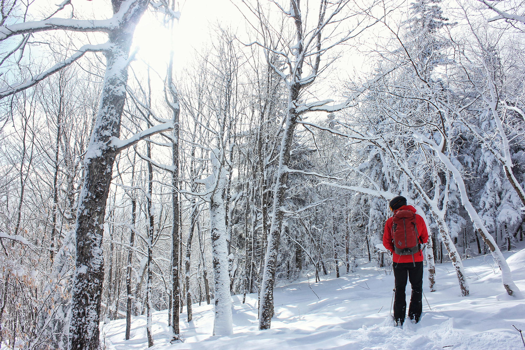 The Forest Through the Trees: Skiing the GBA’s Glades