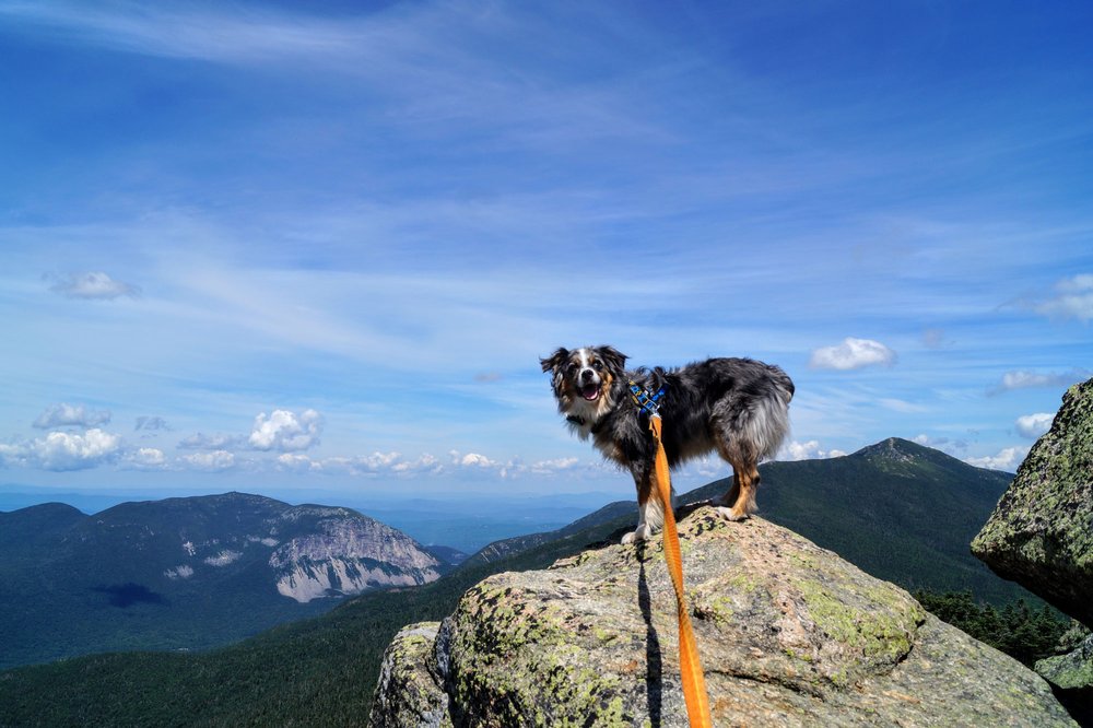 Doggie Decorum: Trail Etiquette for Hiking with Your Dog