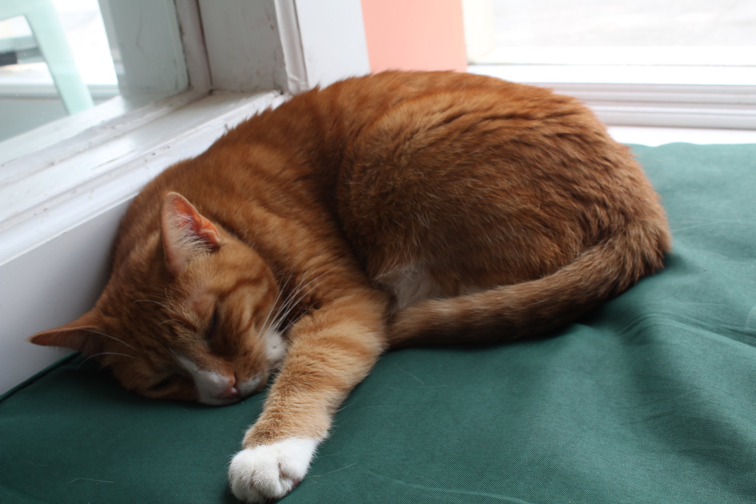 catcafeadventures20190310_0075.JPG