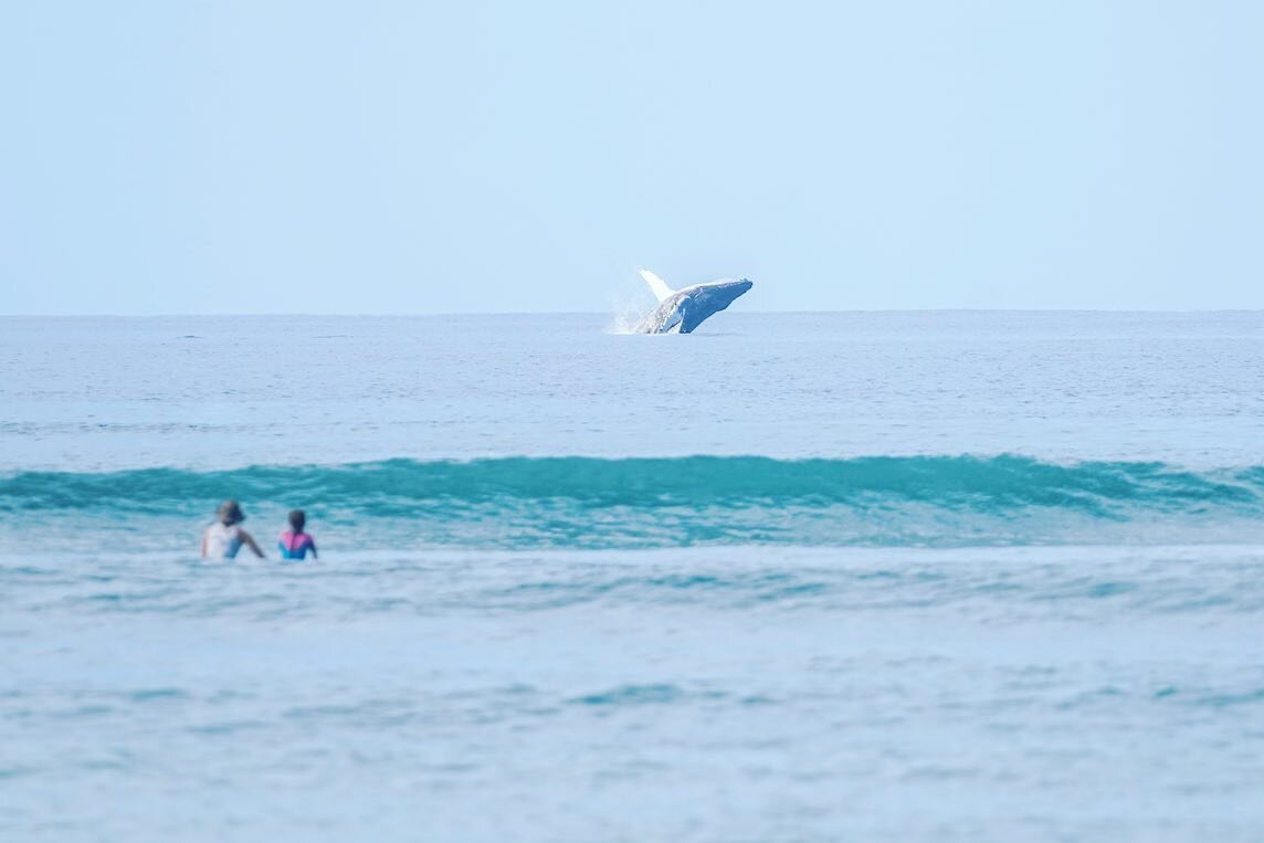 A whale show and party waves?! Doesn&rsquo;t get much better then this 🤍🌊🏄🏼&zwj;♀️

📸 @rachaelzimmermanphotography 
@coconutwireless_productions 

#saltwatertraveler #maui #hawaii #mauisurfergirls #surflessons #mauisurflessons #learntosurf #part