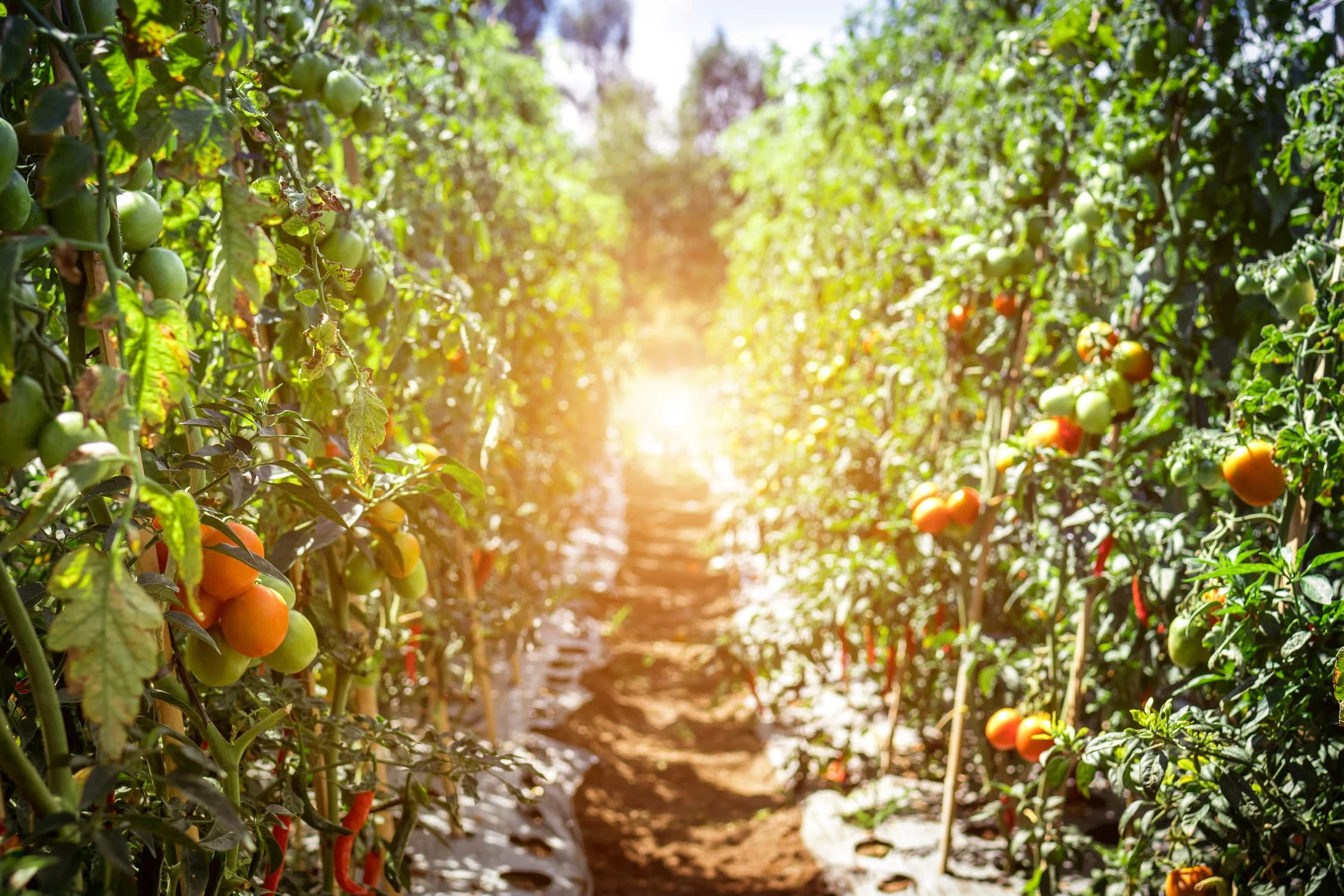 Organic Farming in Nigeria in the Era of Agro-Biotech and Biosafety