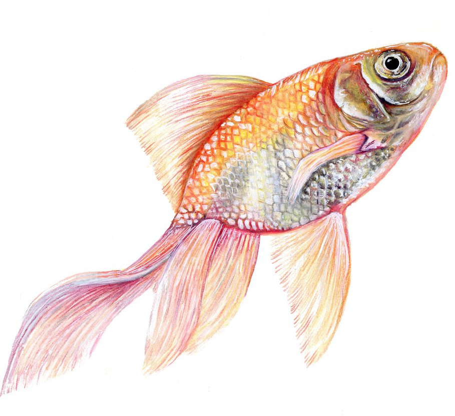illustrated fish.png