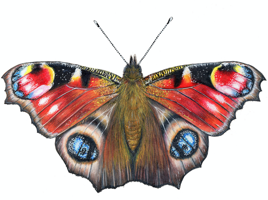 Peacock Butterfly Drawing.png