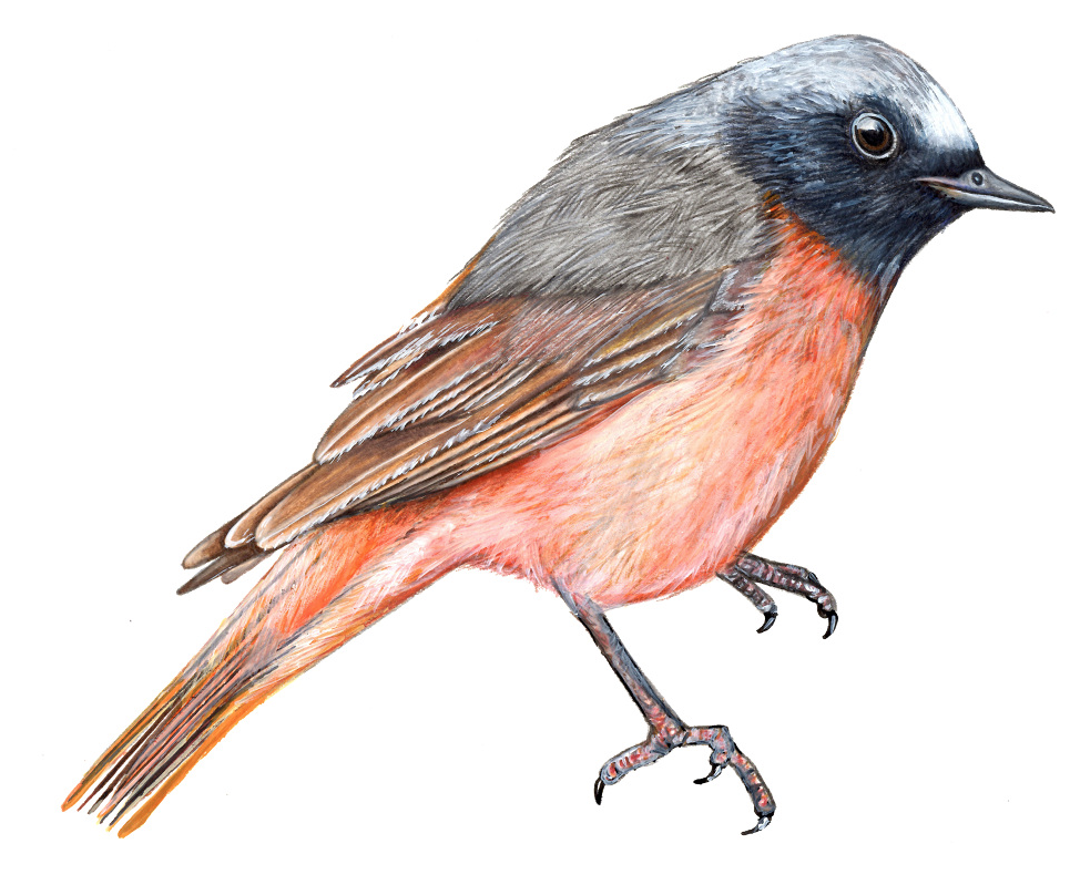 Redstart Illustration.png
