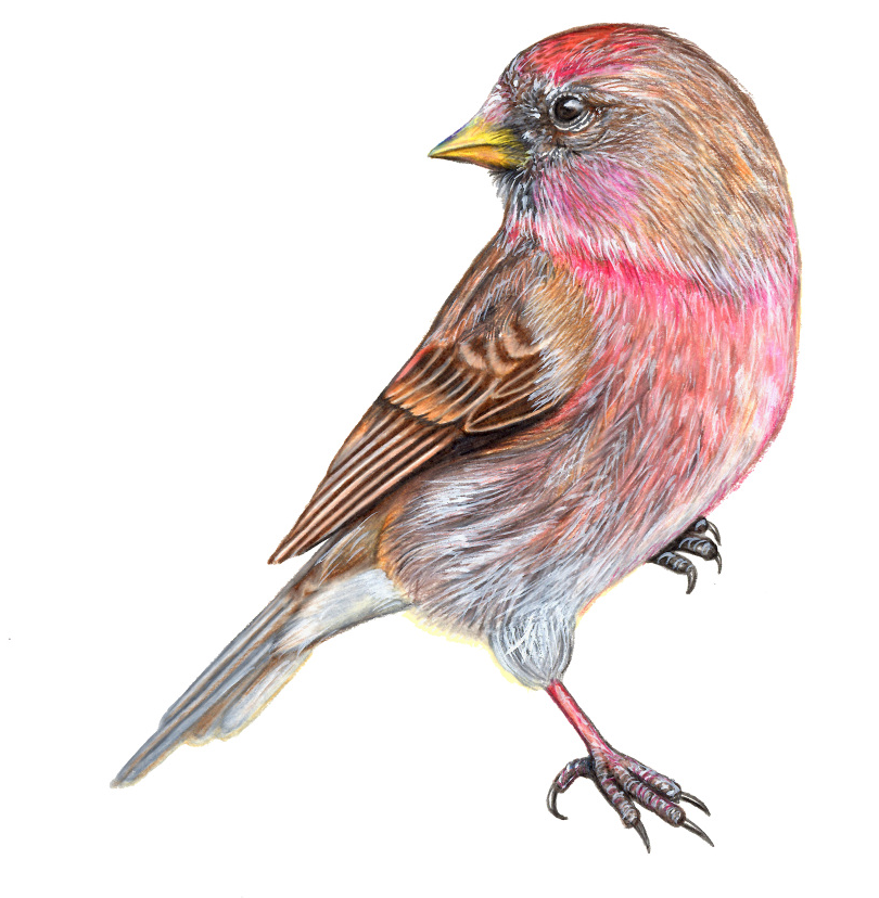 Lesser Redpoll Illustration.png