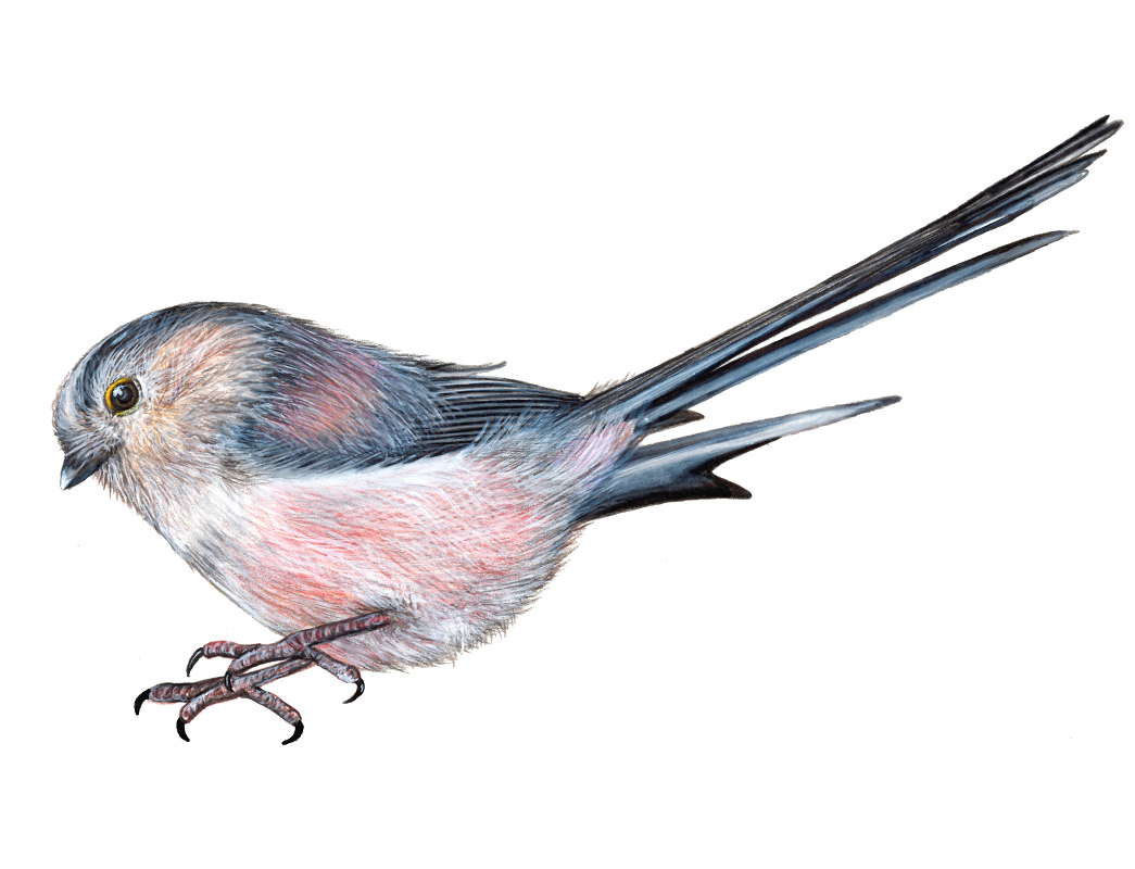 Long Tailed Tit Illustration.png