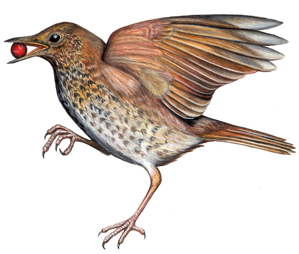 Song Thrush Illustration.png