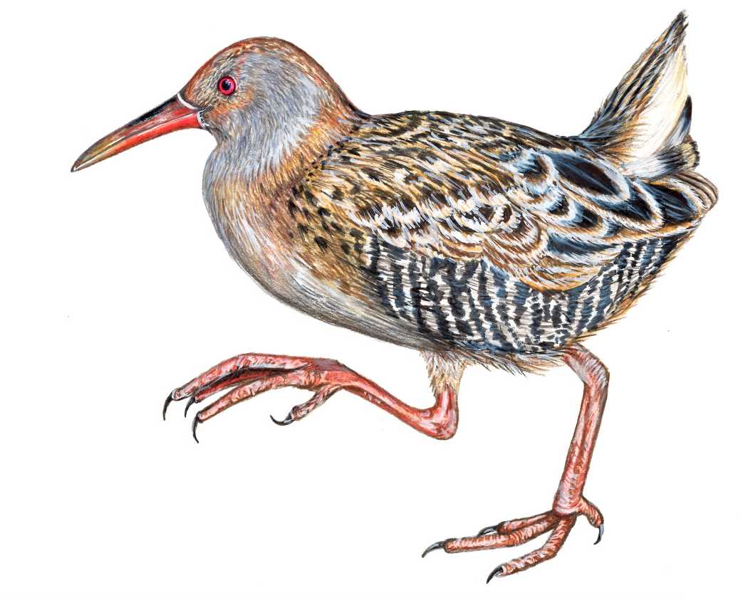 WaterRail Illustration.png