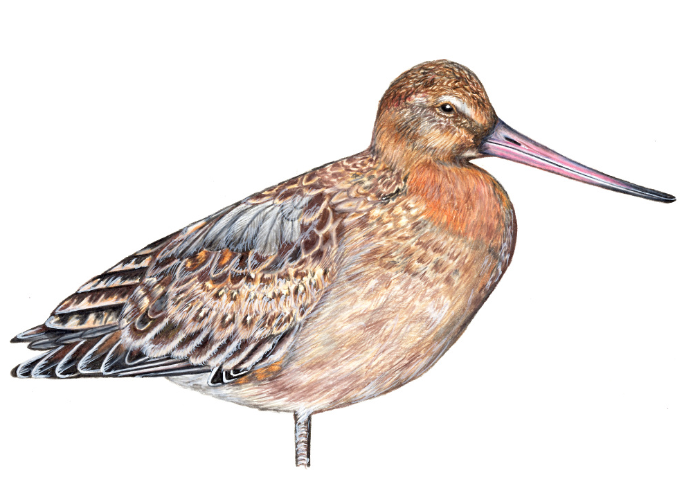 Godwit illustration.png