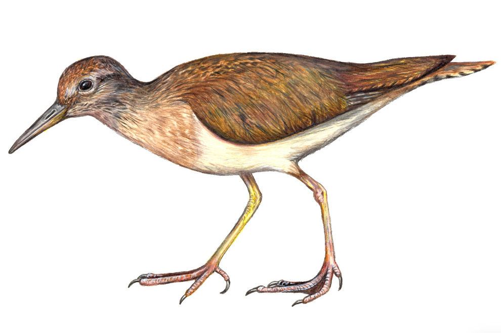 Common Sandpiper.png