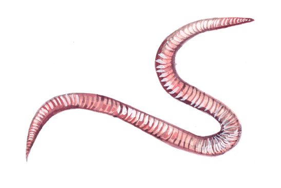 Earthworm Illustration.png
