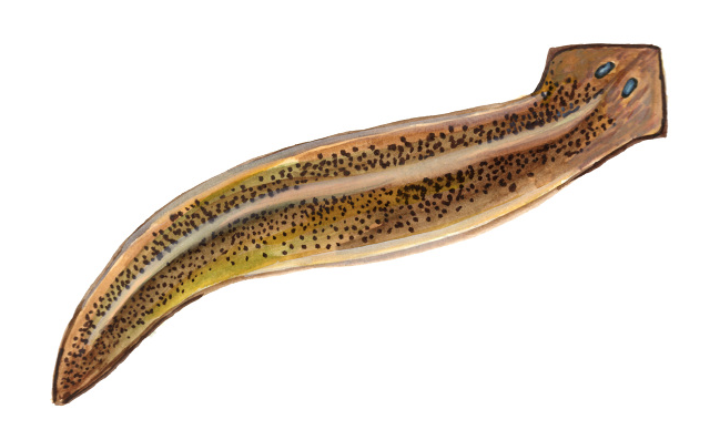 Flatworm Illustration.png