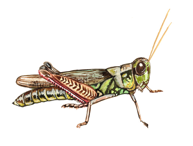 Grasshopper Illustration.png