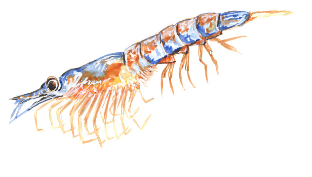 Krill Illustration.png
