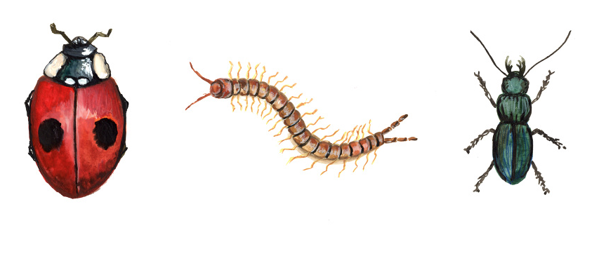 Ladybird Beetle Illustration.png