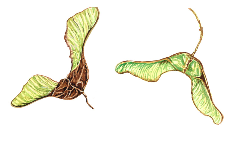 Helicopter Illustration.png