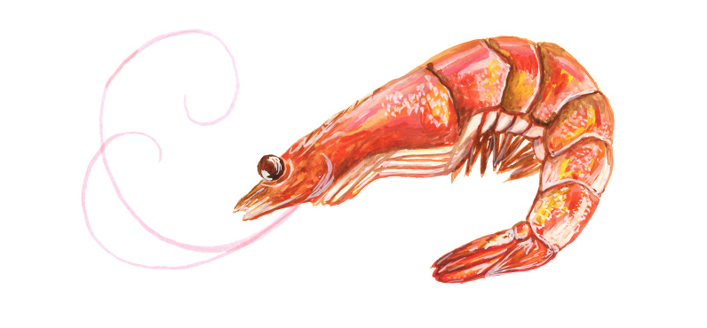 Shrimp Illustration.png