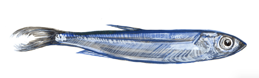 Small Fish illustration.png