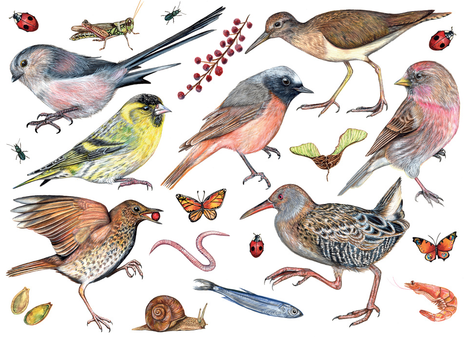 British Birds Print Illustration.png