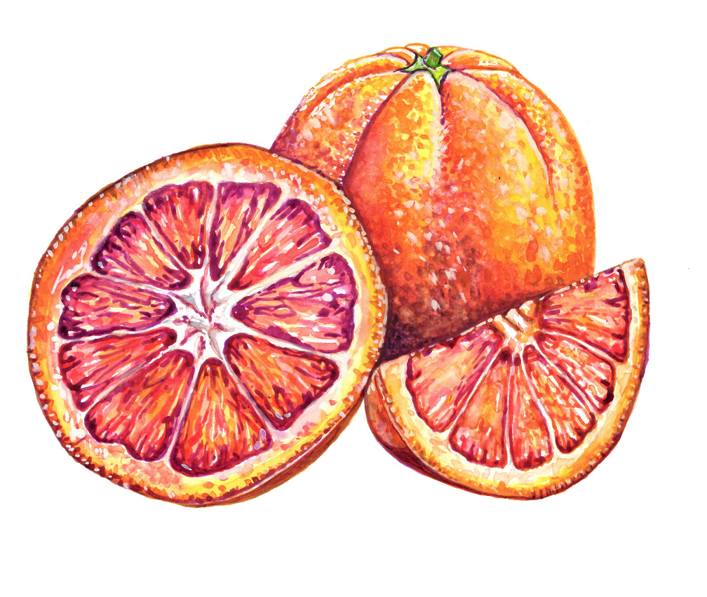 Blood Orange Illustration.png