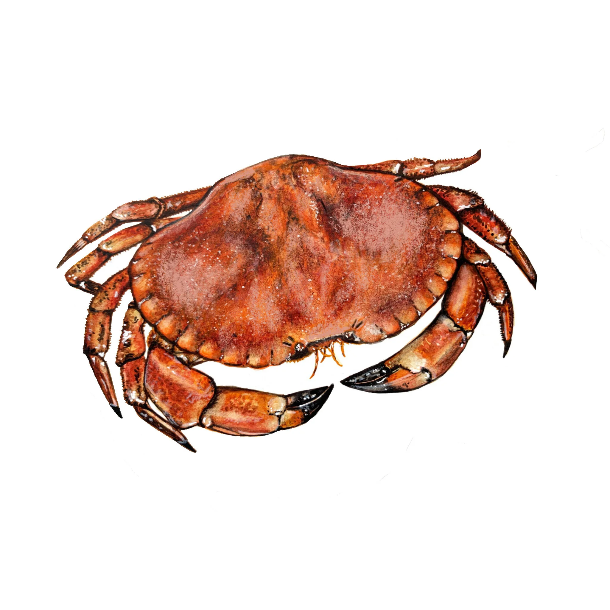 Watercolour Crab Illustration.jpg