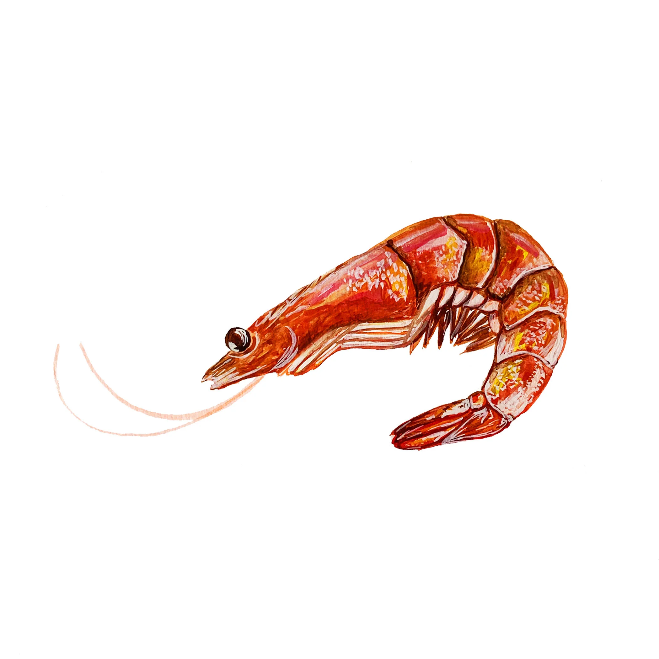 Watercolour Shrimp Illustration .jpg