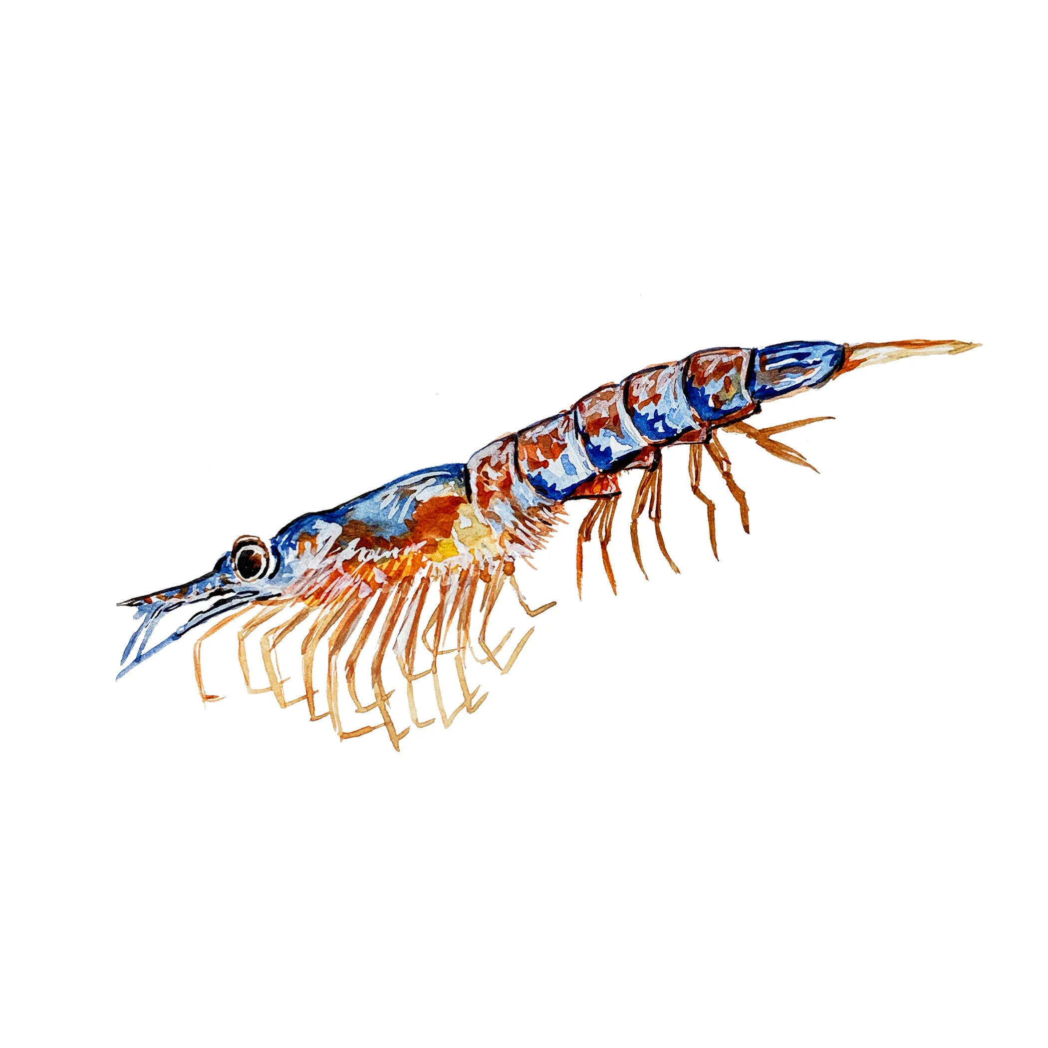 Watercolour Krill Illustration.jpg