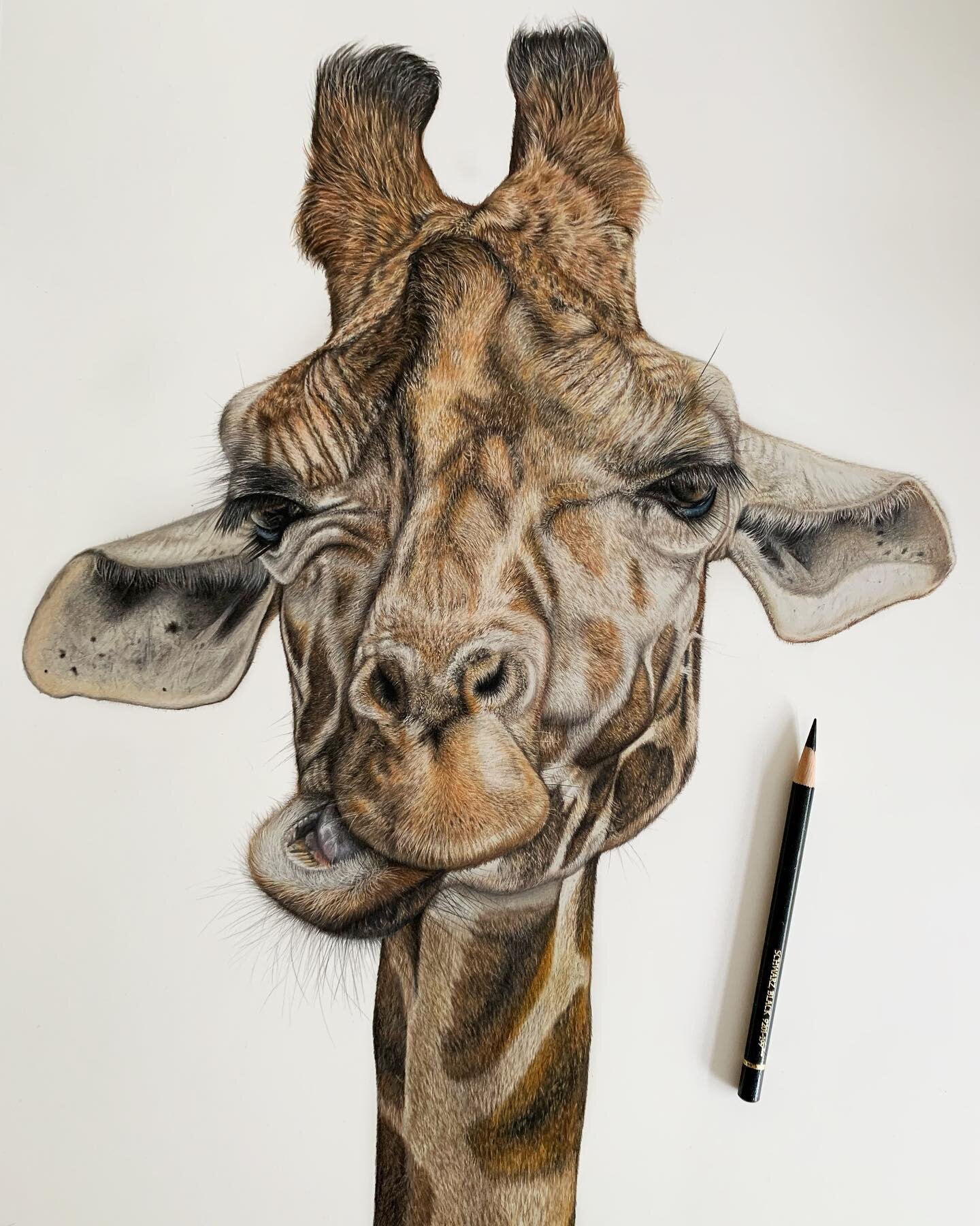 &lsquo;Stand Tall&rsquo; is the first original I&rsquo;d love to introduce you too 🦒❤️
 
This gorgeous girl took me around 160 hours to complete over the last few months, but I originally fell in love with her reference back in 2015 and knew I had t