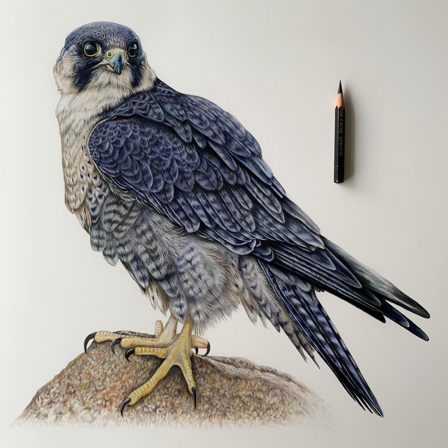 Zeus⚡️✍🏻
 
&lsquo;Zeus&rsquo; was drawn from a photo my partner James captured when we visited @cornishbirdsofprey back in 2020 ❤️
 
It was so incredible to see how many birds and animals had been given a second chance/loving home. They&rsquo;re tot