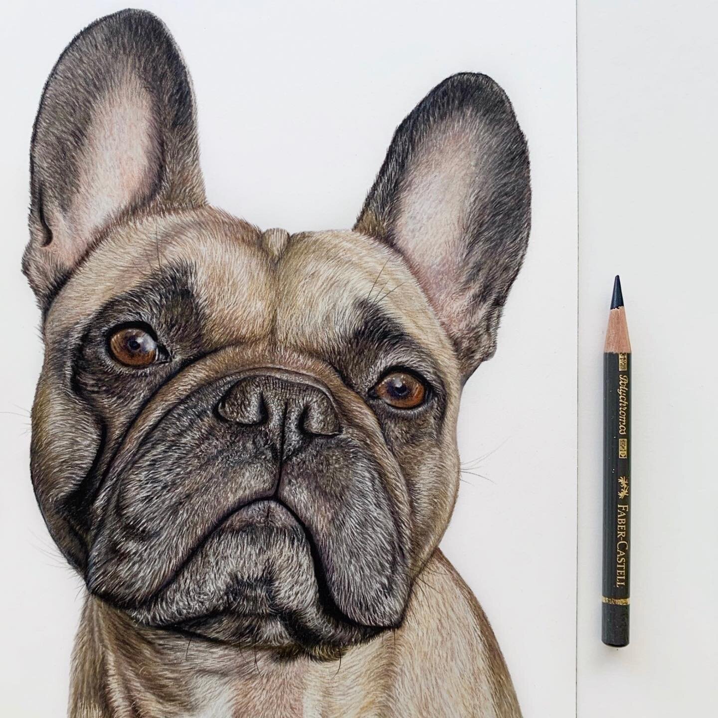 Here&rsquo;s Tuco all complete ✍🏻✨ I loved drawing this handsome fella, really hope you like him 💛
 
✐ ✎ ✐ ✎ ✐ ✎ ✐ ✎ ✐ ✎ ✐ ✎ ✐ ✎ ✐ ✎ ✐ ✎ ✐ ✎ ✐ ✎
#frenchie #frenchbulldog #frenchbulldogdrawing #frenchiepost #frenchiepet #colouredpencilartist #artist