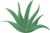 pasha favicon.png