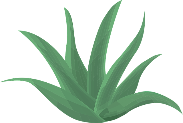 pasha hogan aloe plant.png