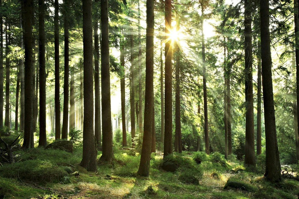 Transforming Anxiety, Stress, &amp; Overwhelm with Mindfulness - A Virtual Workshop