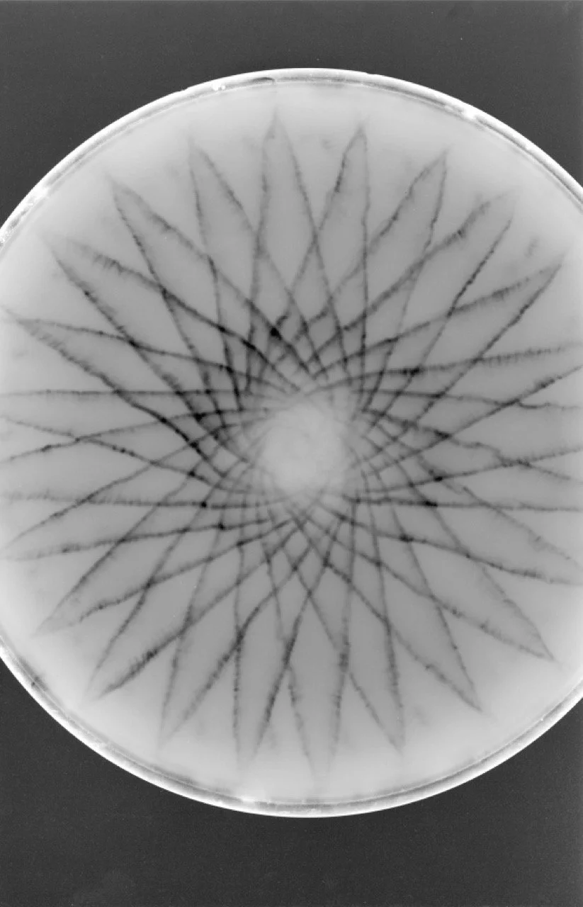 Escanear 11 Large.jpeg