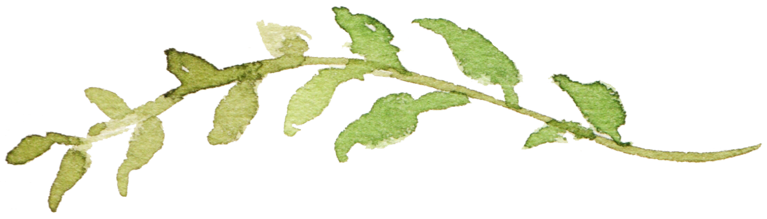 leaf 14.png