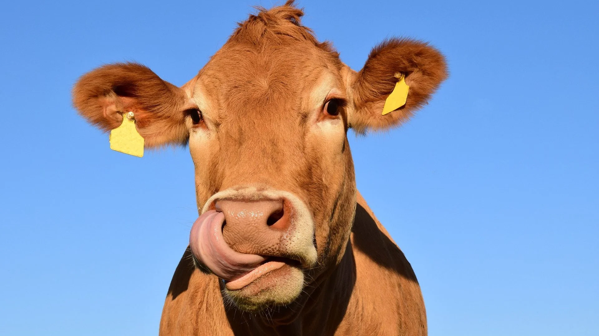 cow-1715829_1920-1920x1080.jpg