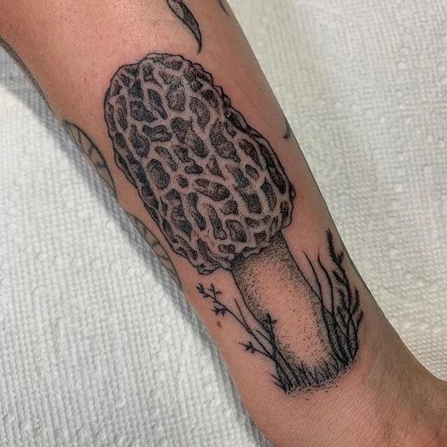 Morel mushroom by Dean. 🍄💰🍄💰