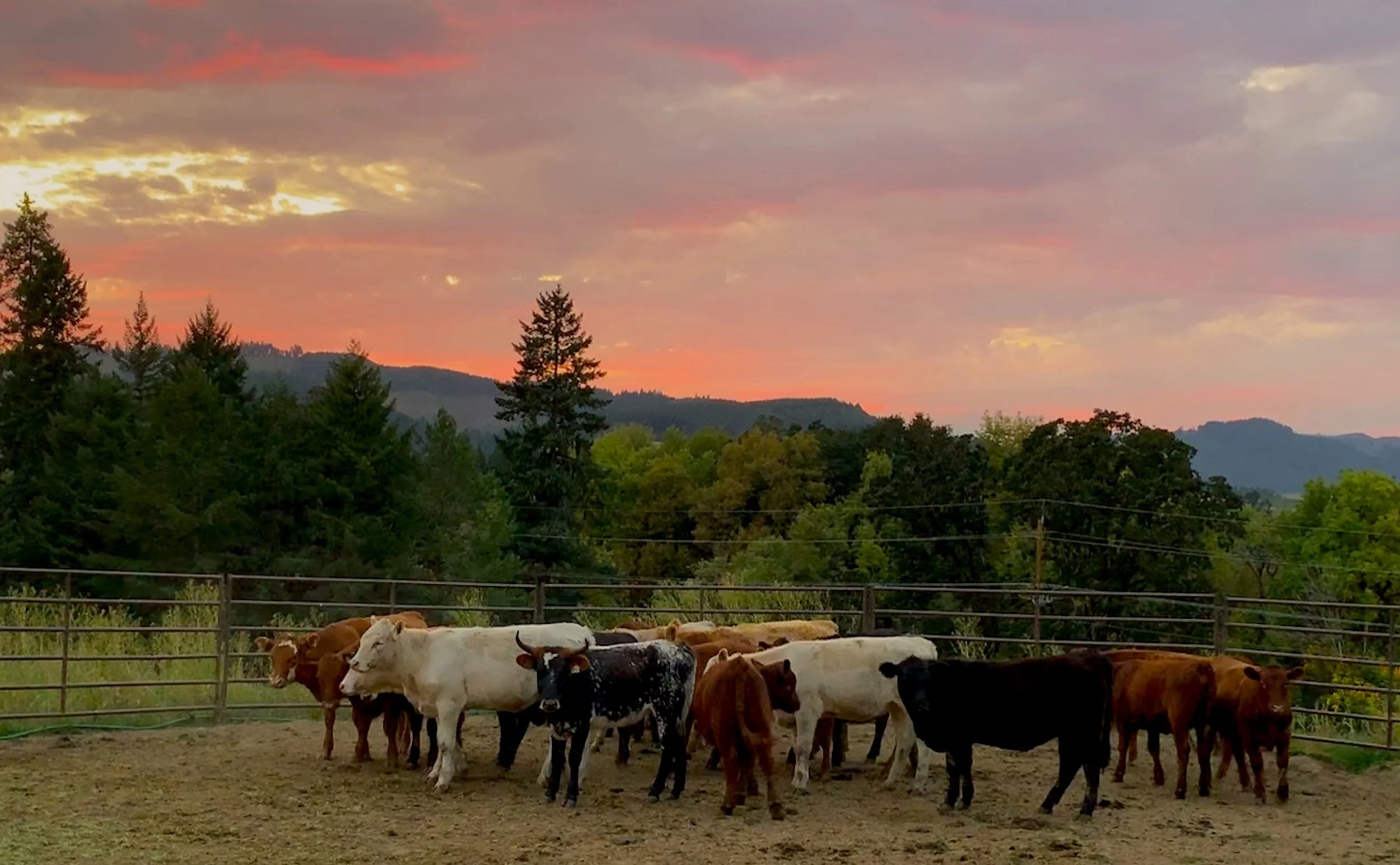 Cattle Working Clinic