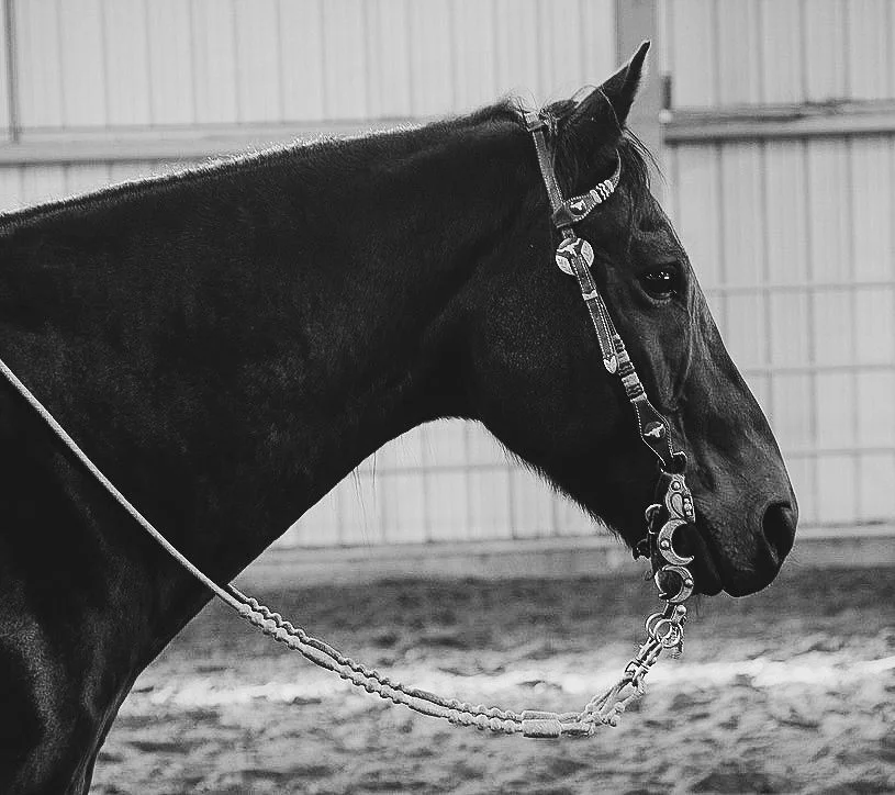 Cattle Working Clinic