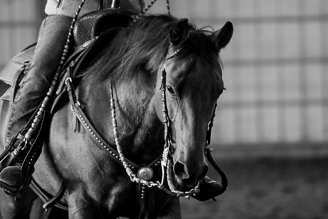 Stock Horse Prep Clinic