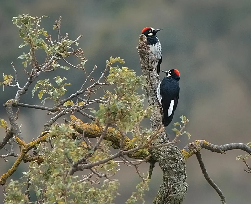 woodpecker-4.jpg