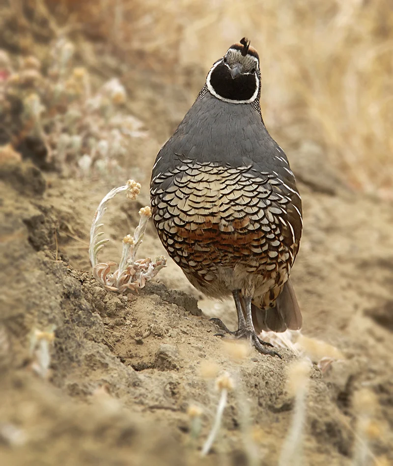 quail-11.jpg