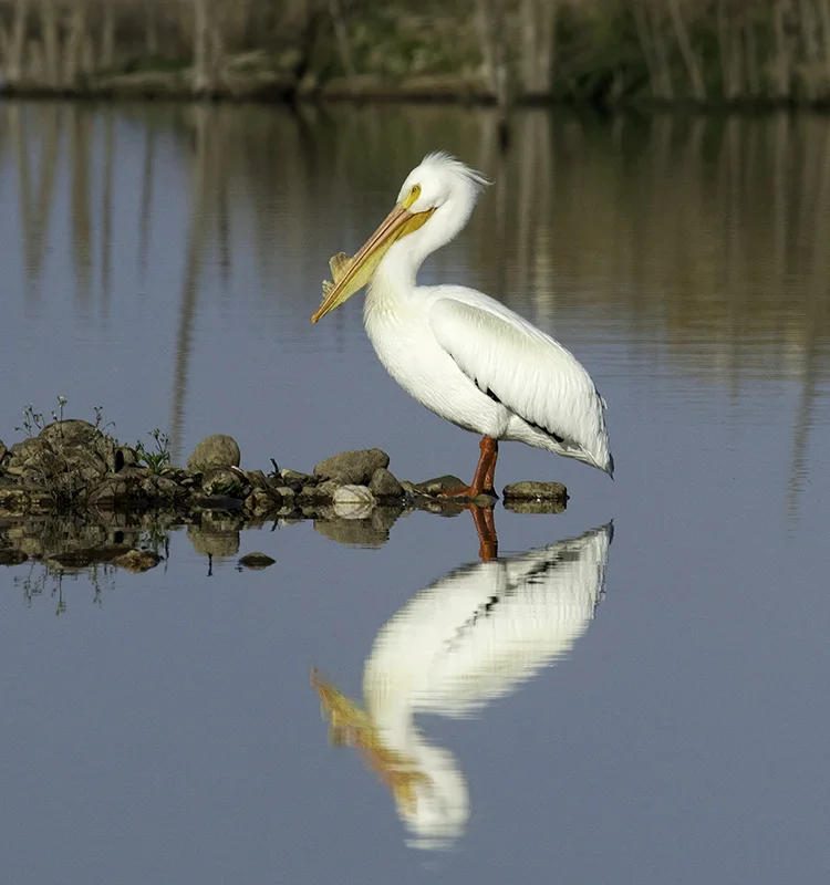 pelican.jpg
