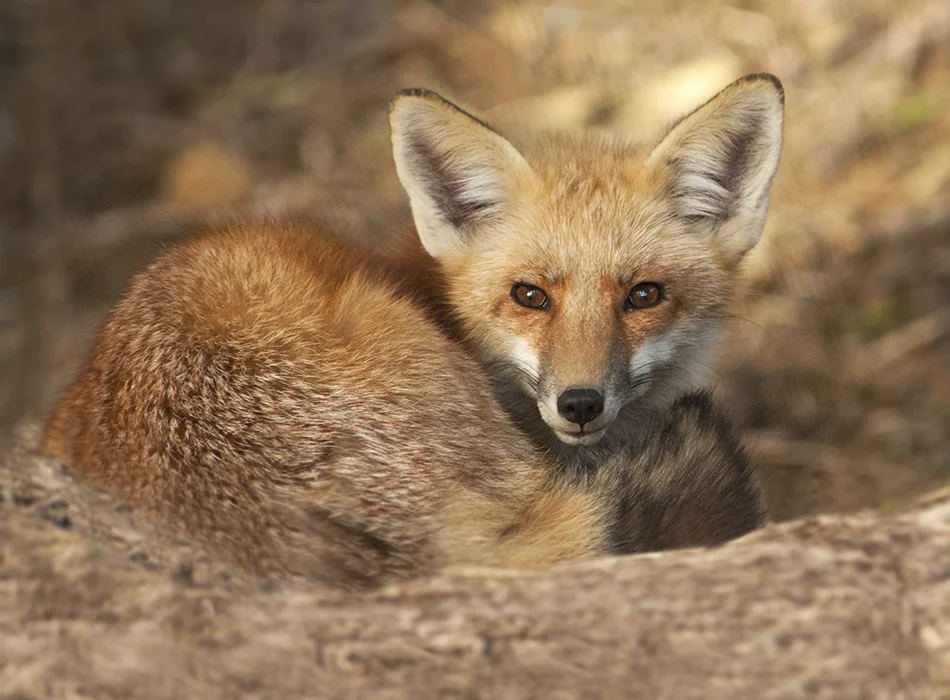 fox-40.jpg