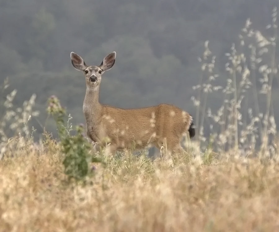 deer-199.jpg