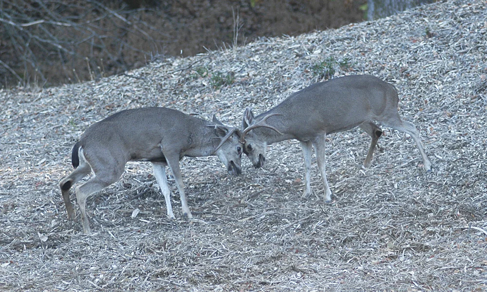 deer-135.jpg