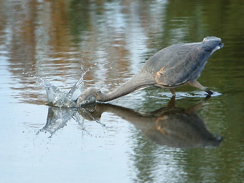 blue heron-2.jpg