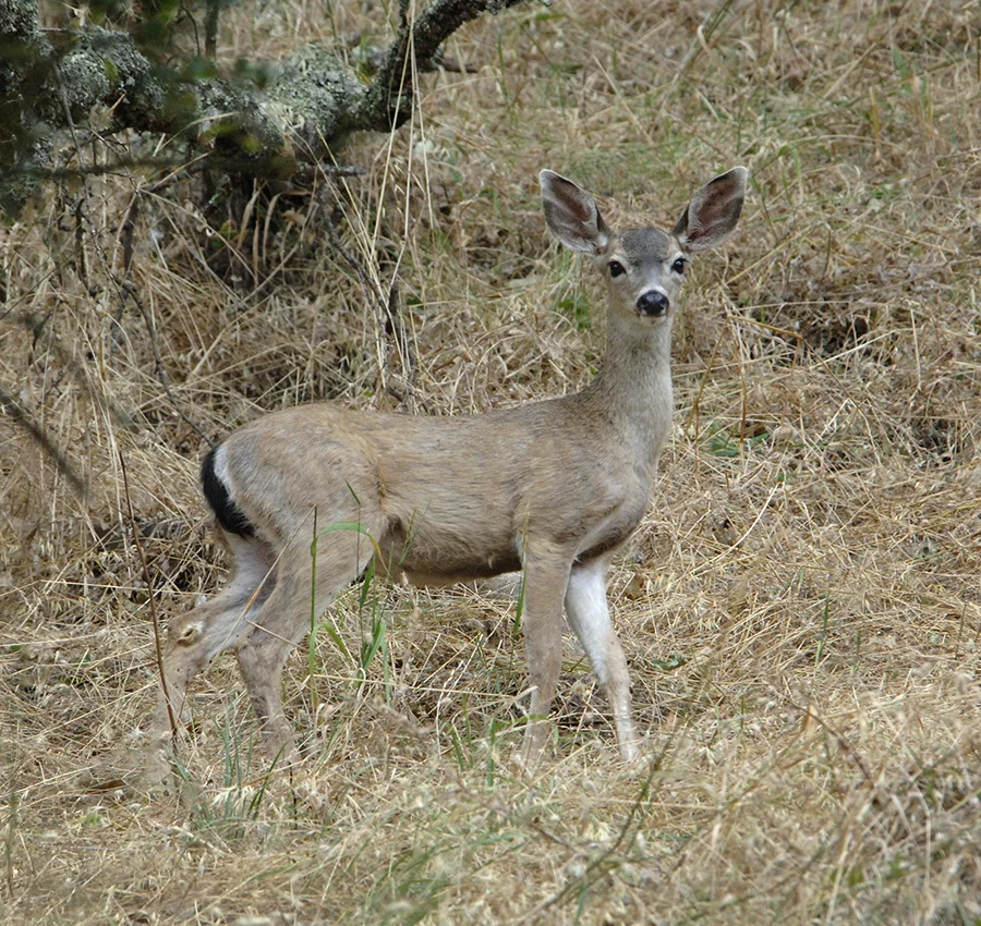 deer-214.jpg
