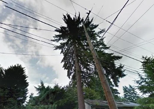 Tree from Google Street.jpg