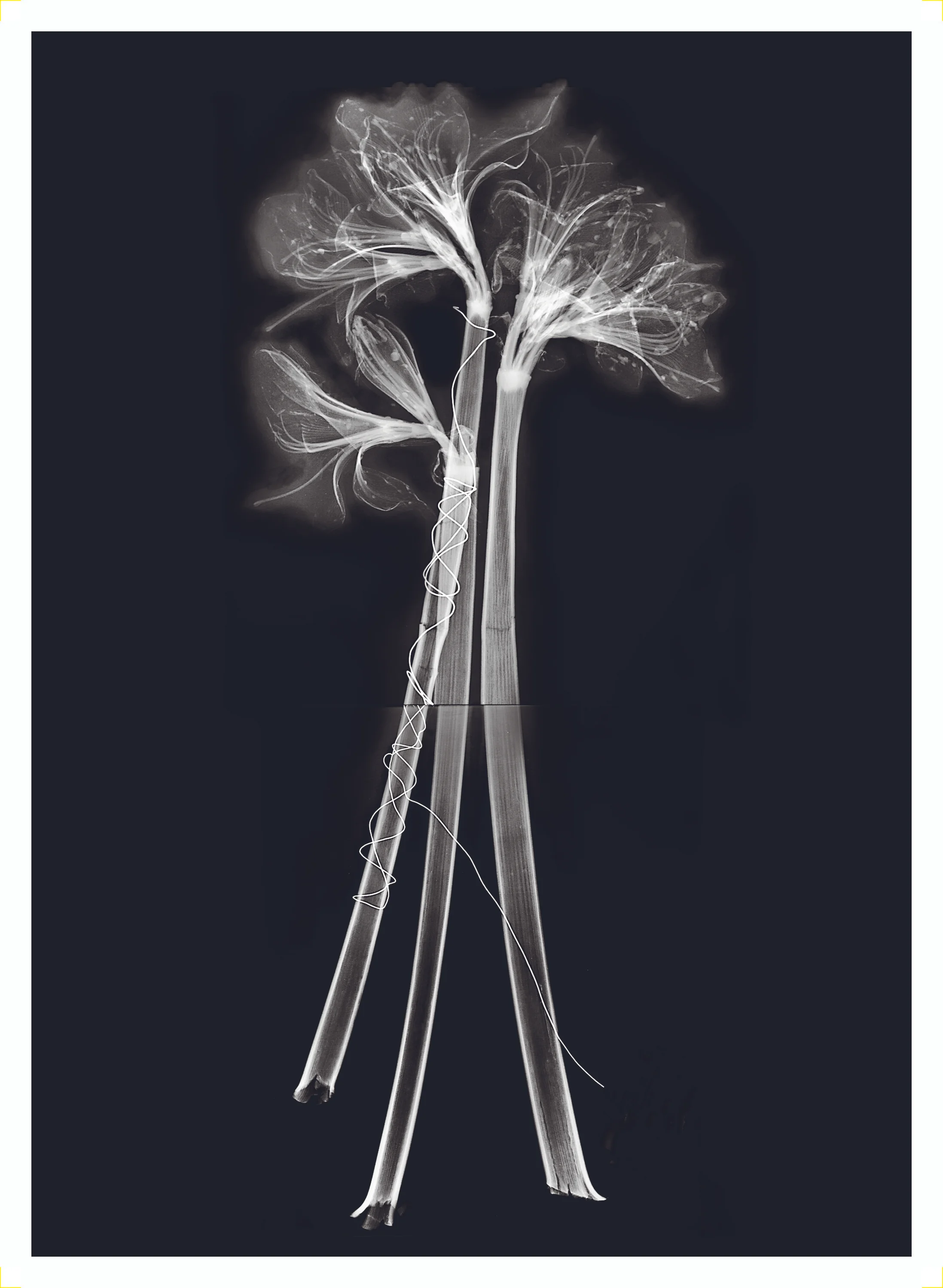 Amaryllis